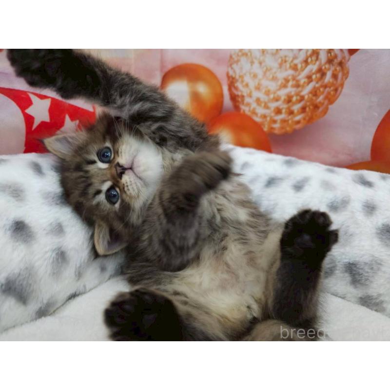 販売中の埼玉県のサイベリアン-133021の4枚目