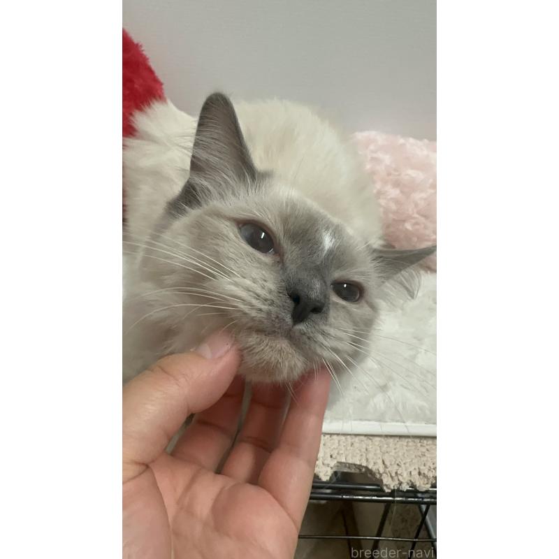 販売中の静岡県のラグドール-128677の2枚目