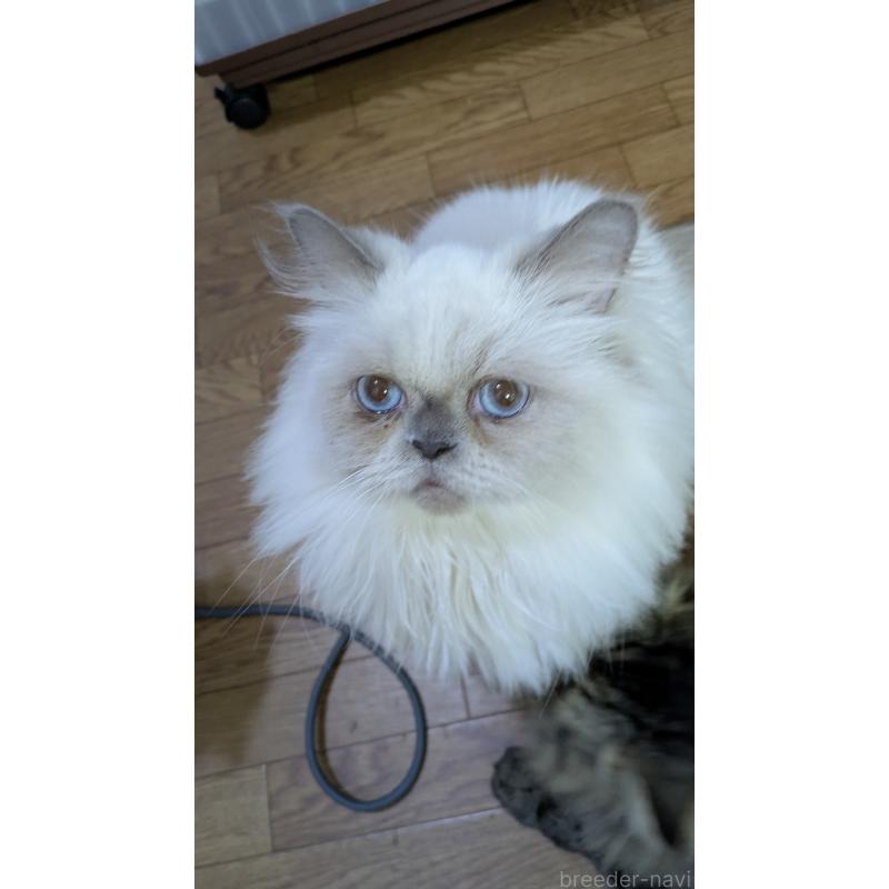 販売中の大阪府のミヌエット-126295の4枚目