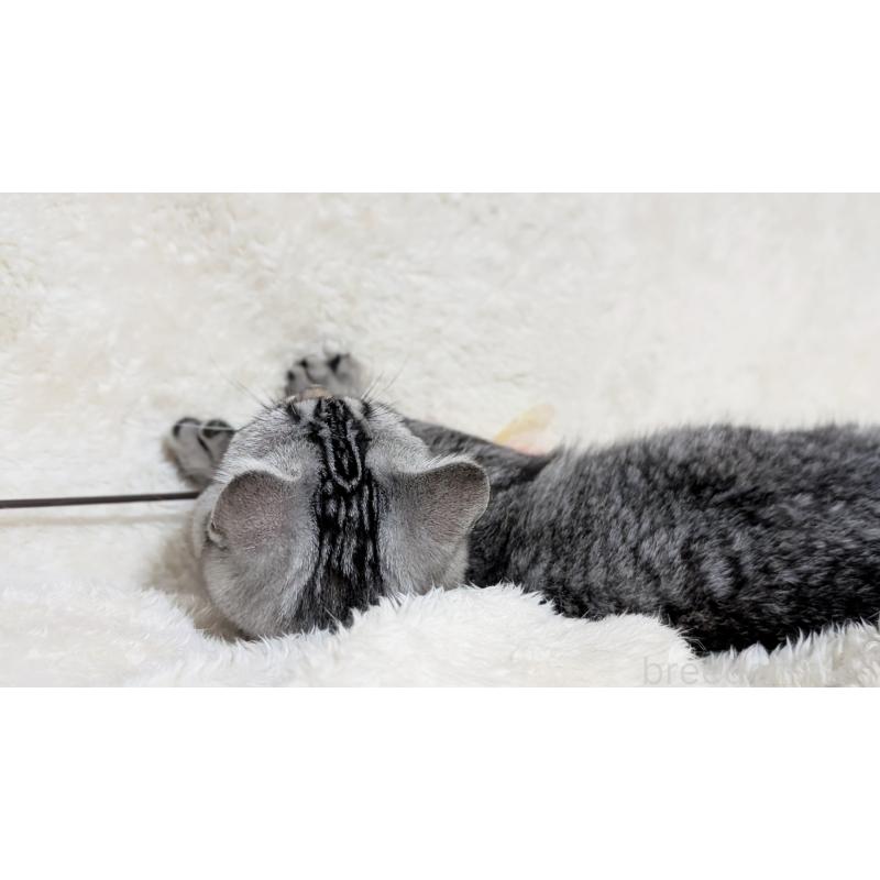 販売中の宮城県のスコティッシュフォールド-118637の7枚目