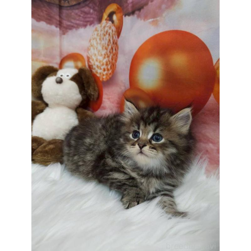 販売中の埼玉県のサイベリアン-132772の4枚目