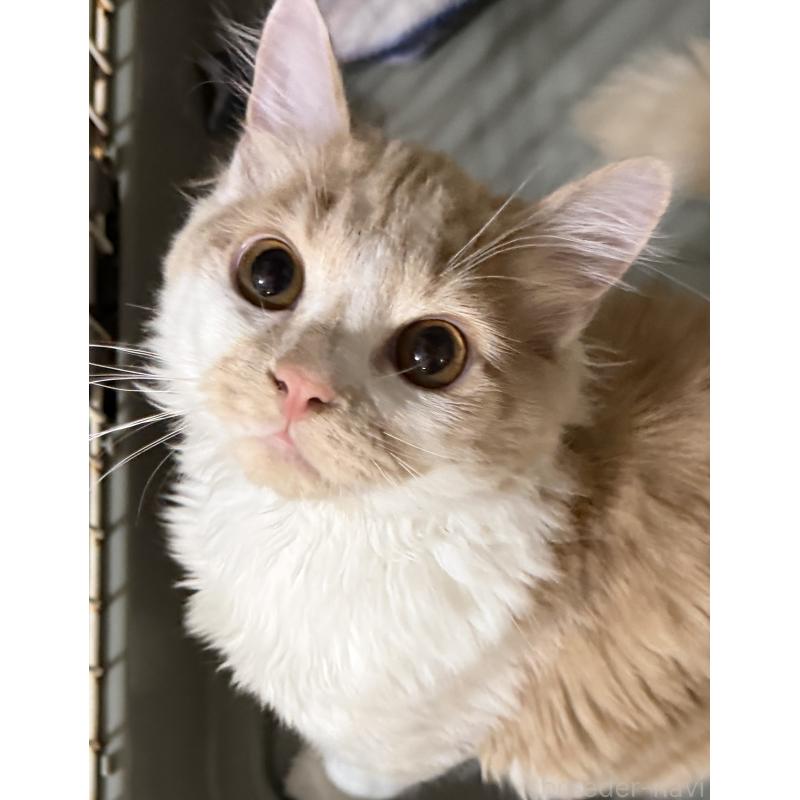 成約済の埼玉県のスコティッシュフォールド-124878の15枚目