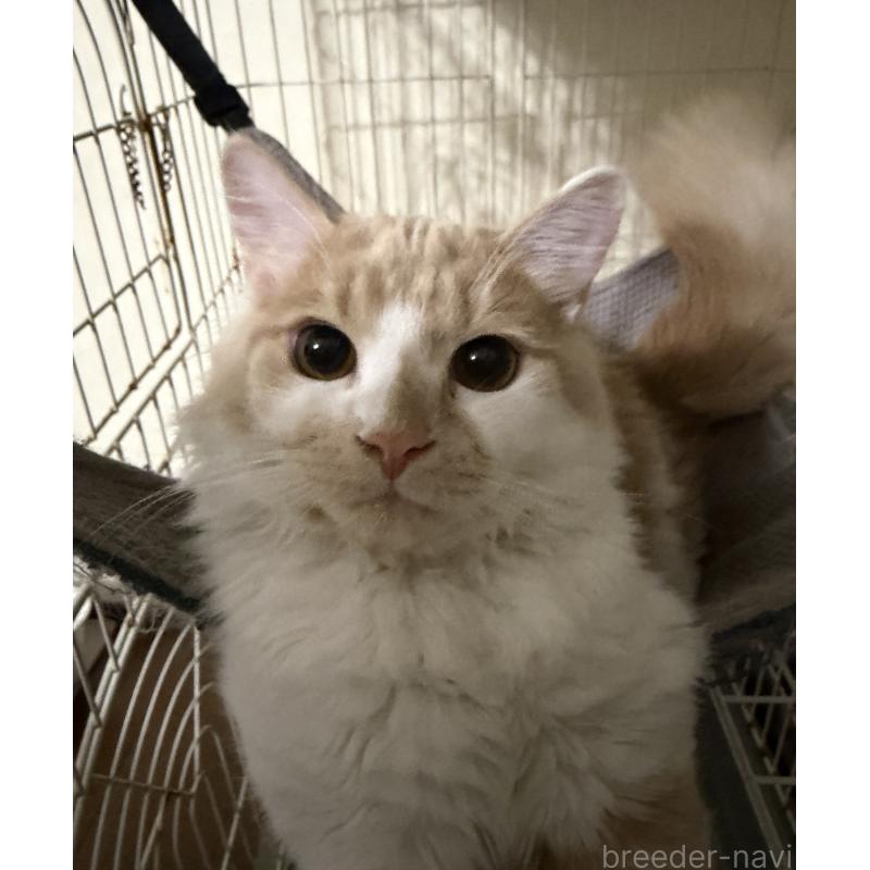 成約済の埼玉県のスコティッシュフォールド-124878の14枚目