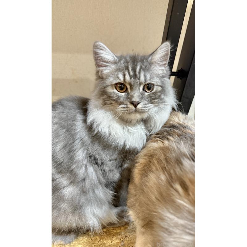 成約済の栃木県のミヌエット-126538の1枚目