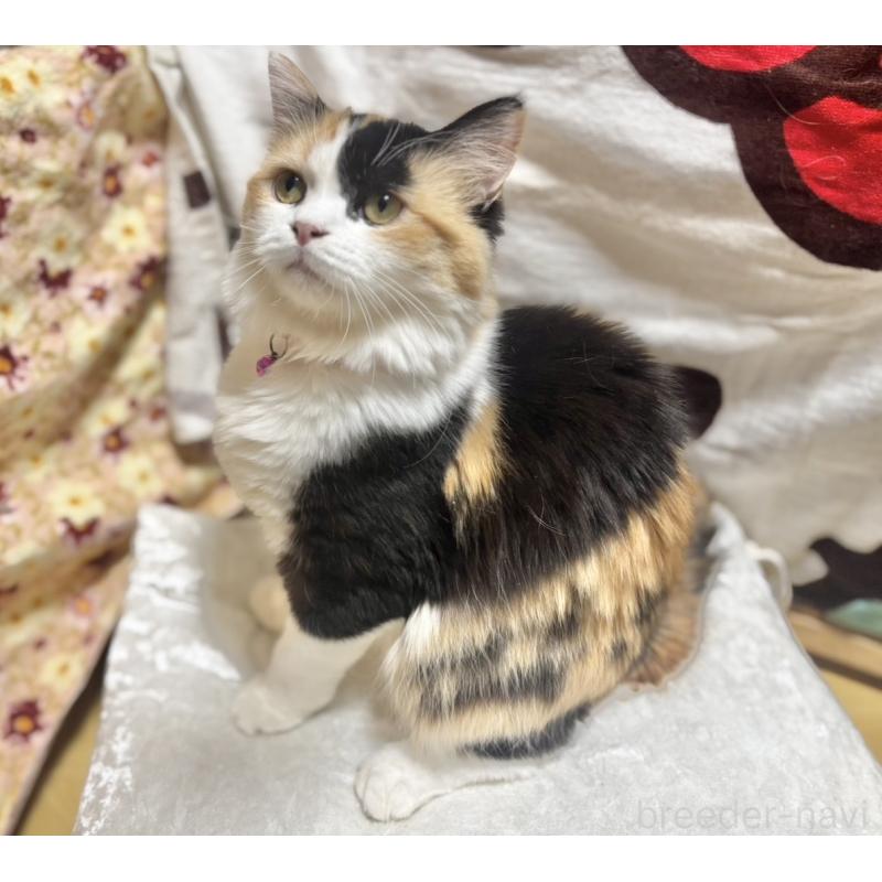 成約済の栃木県のミヌエット-124767の2枚目