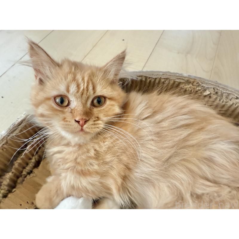 販売中の栃木県のマンチカン(短足)-131908