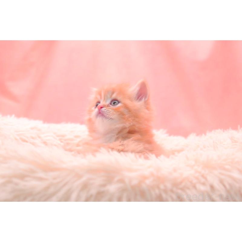 販売中の茨城県のサイベリアン-134471の6枚目