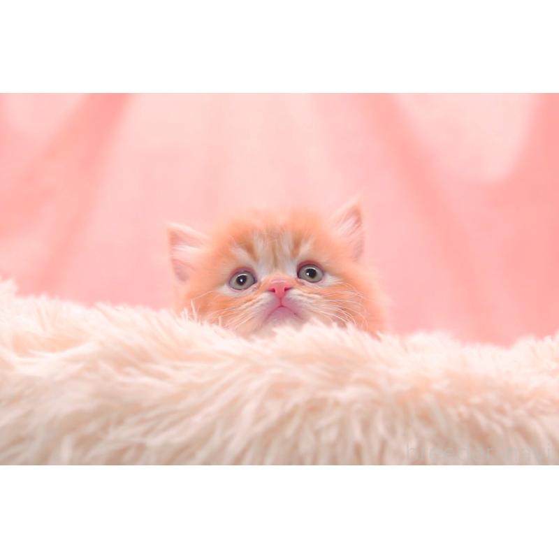 販売中の茨城県のサイベリアン-134471の5枚目