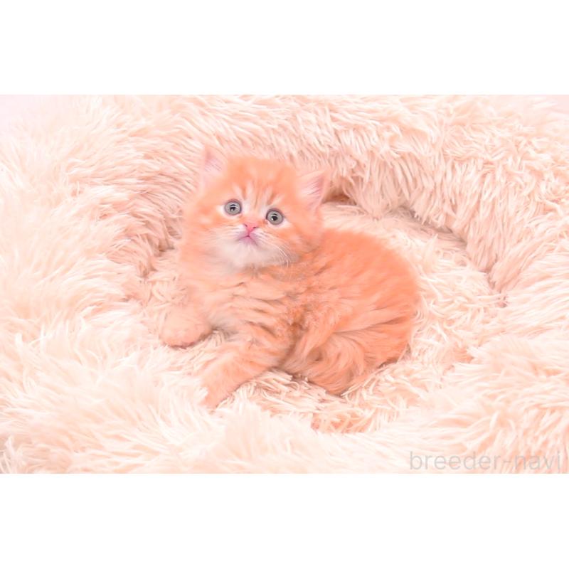 販売中の茨城県のサイベリアン-134471の2枚目