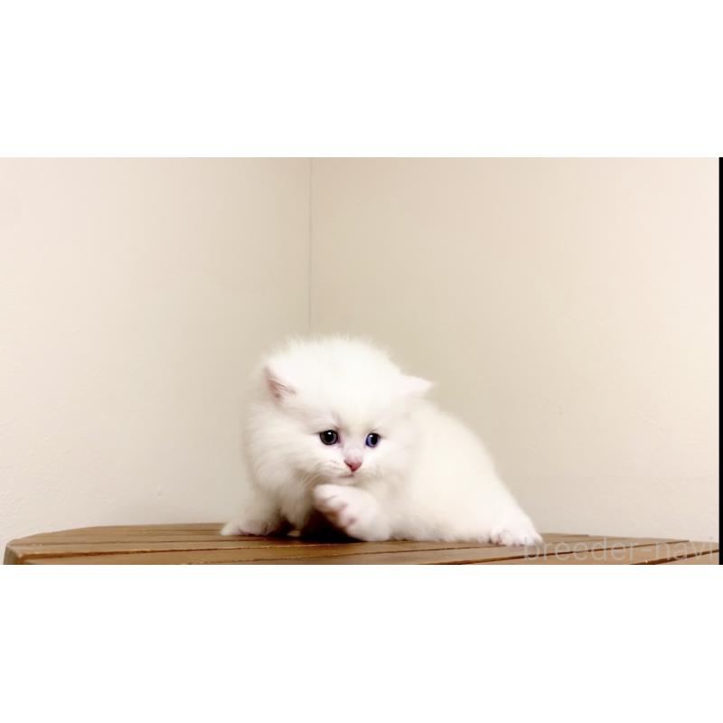 販売中の北海道のマンチカン-134472の5枚目