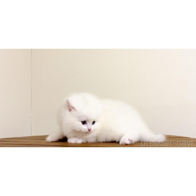 販売中の北海道のマンチカン-134472の4枚目