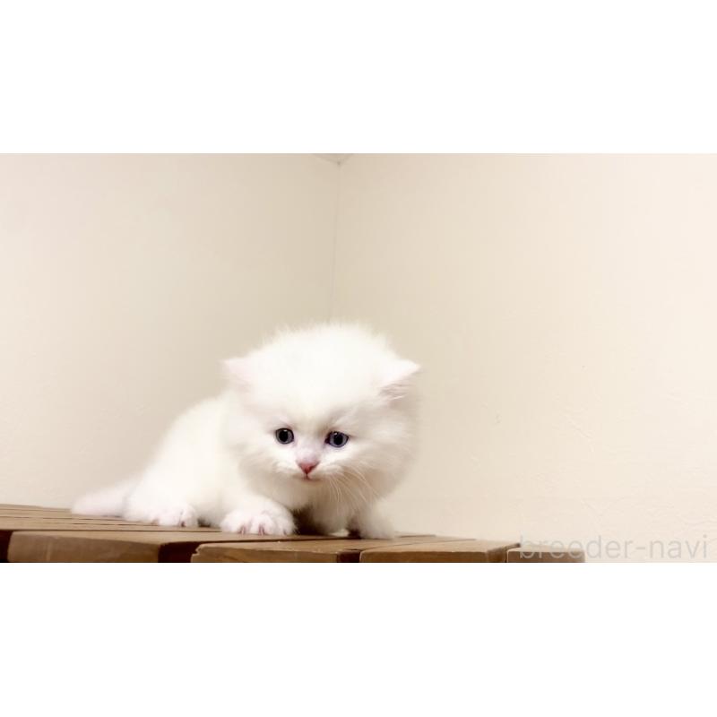 販売中の北海道のマンチカン-134472の3枚目