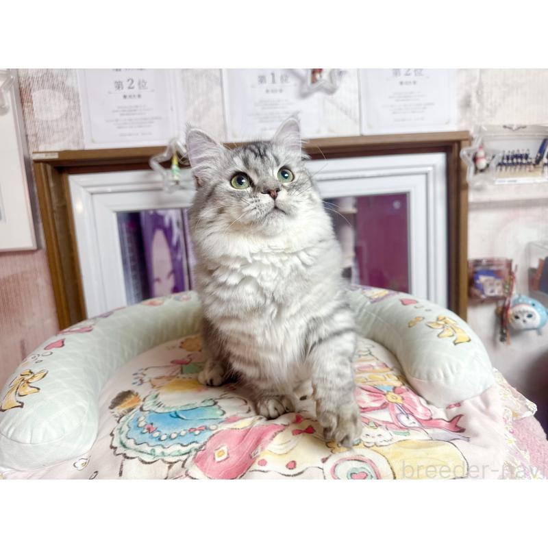 販売中の千葉県のミヌエット(短足)-123292の5枚目