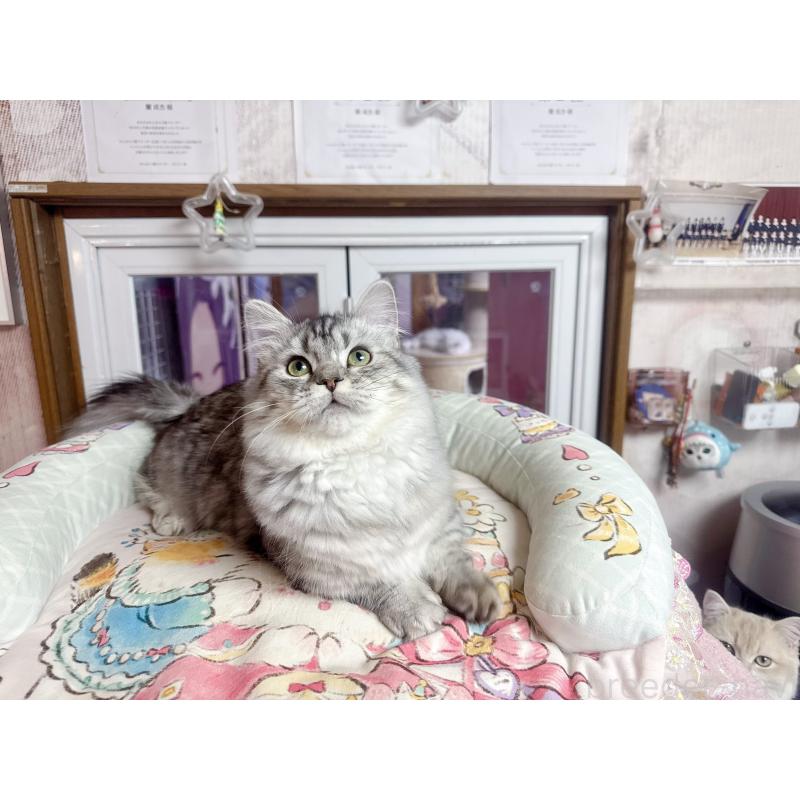 販売中の千葉県のミヌエット(短足)-123292の2枚目