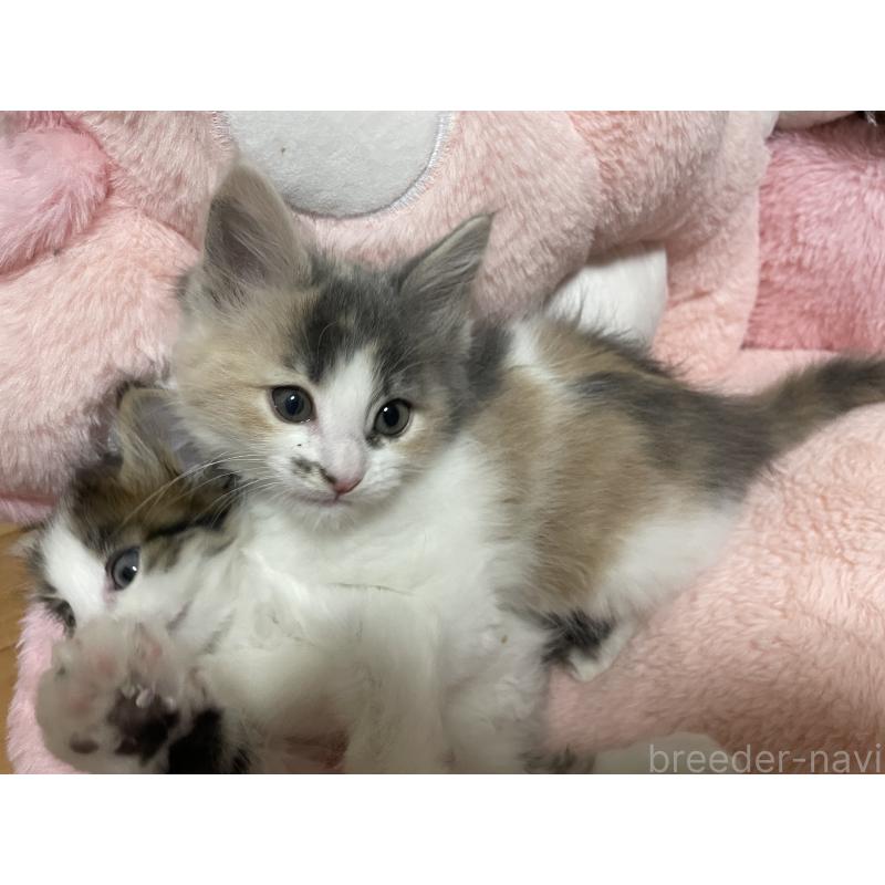 販売中の京都府のメインクーン-132566の4枚目