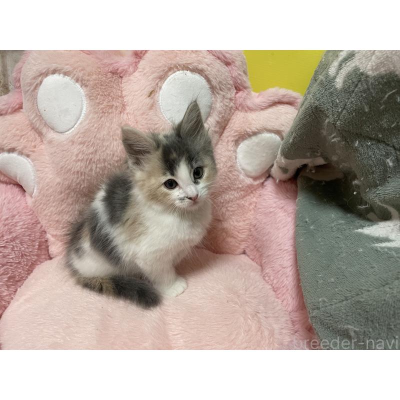 販売中の京都府のメインクーン-132566の3枚目