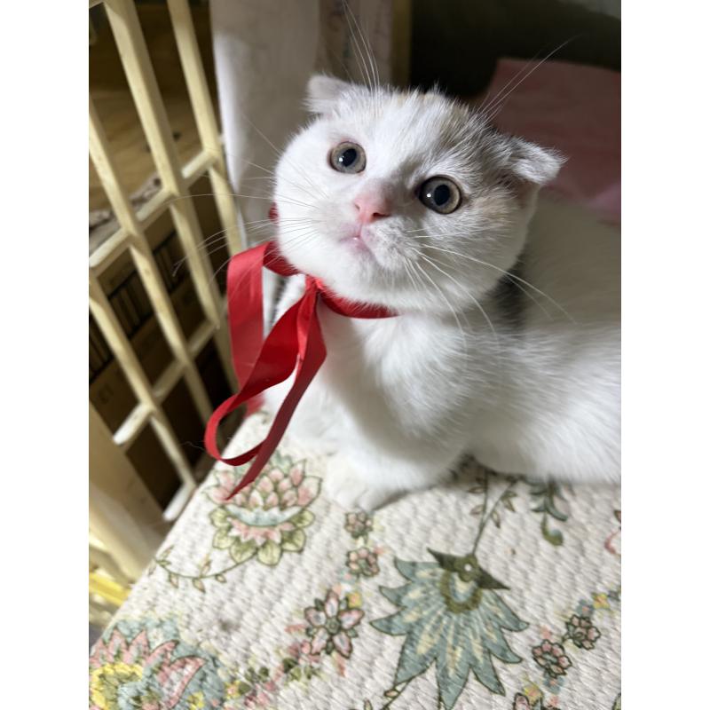 販売中の神奈川県のマンチカン(短足)-132870の6枚目