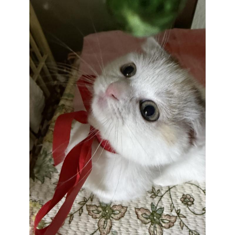 販売中の神奈川県のマンチカン(短足)-132870の5枚目