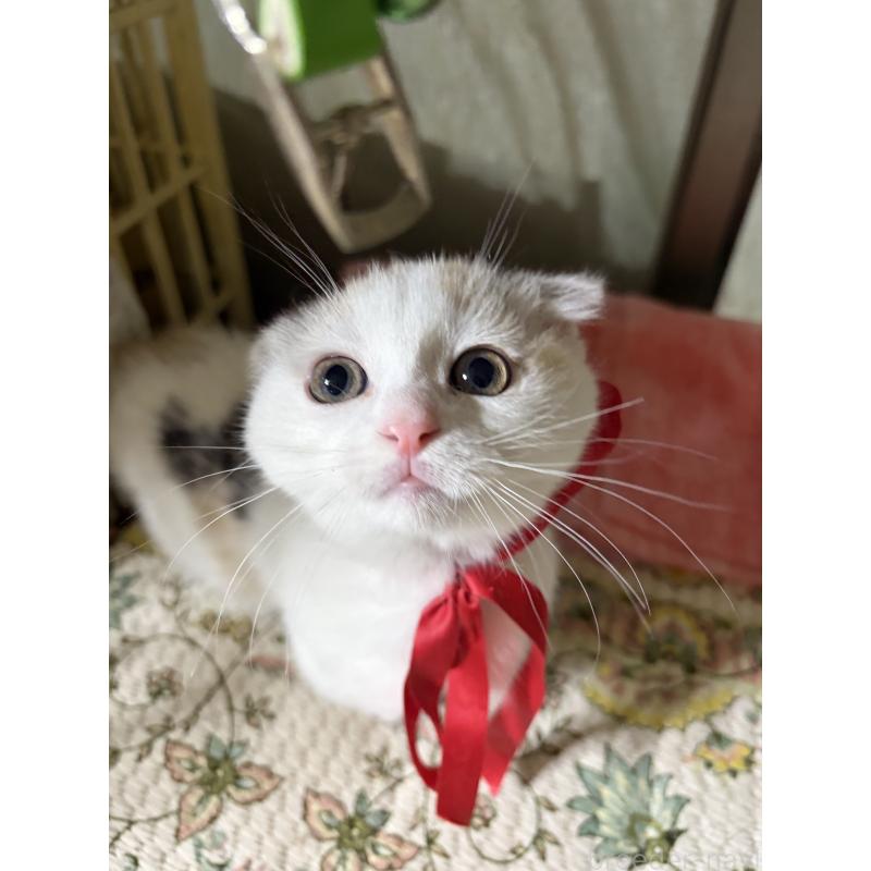 販売中の神奈川県のマンチカン(短足)-132870の4枚目