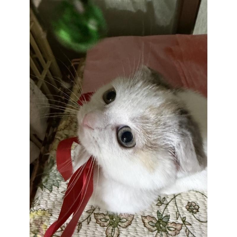 販売中の神奈川県のマンチカン(短足)-132870の3枚目