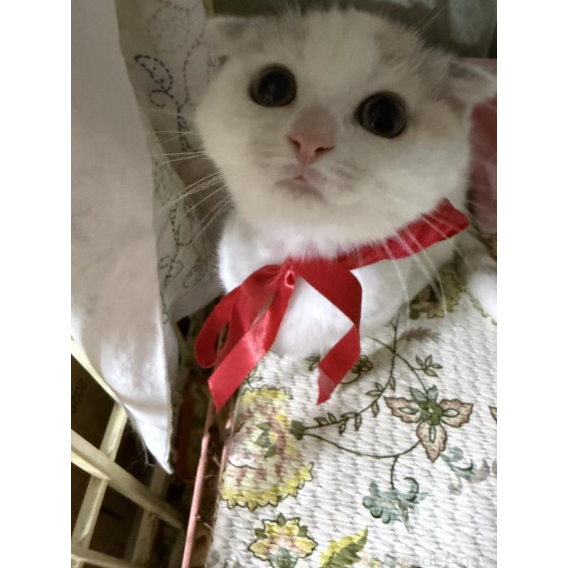 販売中の神奈川県のマンチカン(短足)-132870の2枚目