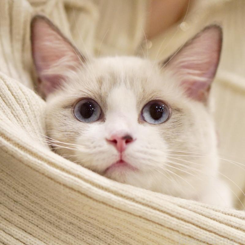 成約済の東京都のラグドール-121602の15枚目