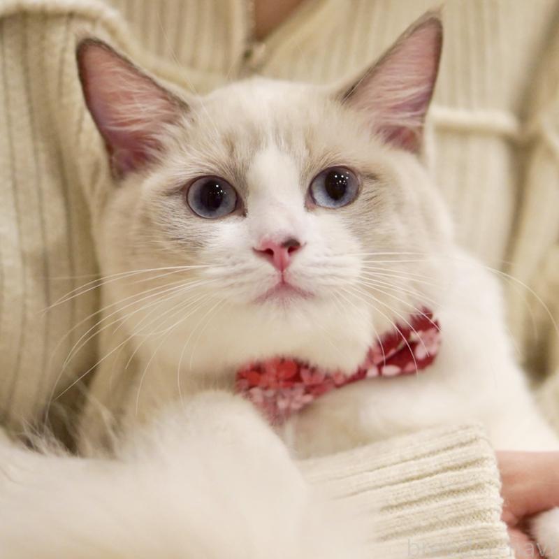 成約済の東京都のラグドール-121602の14枚目