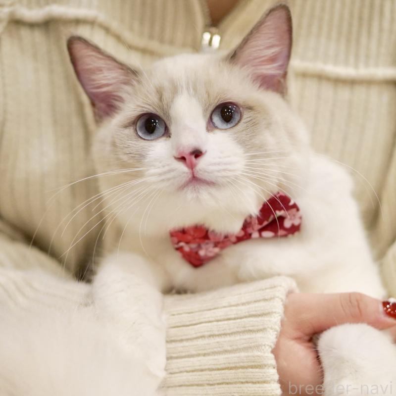 成約済の東京都のラグドール-121602の13枚目