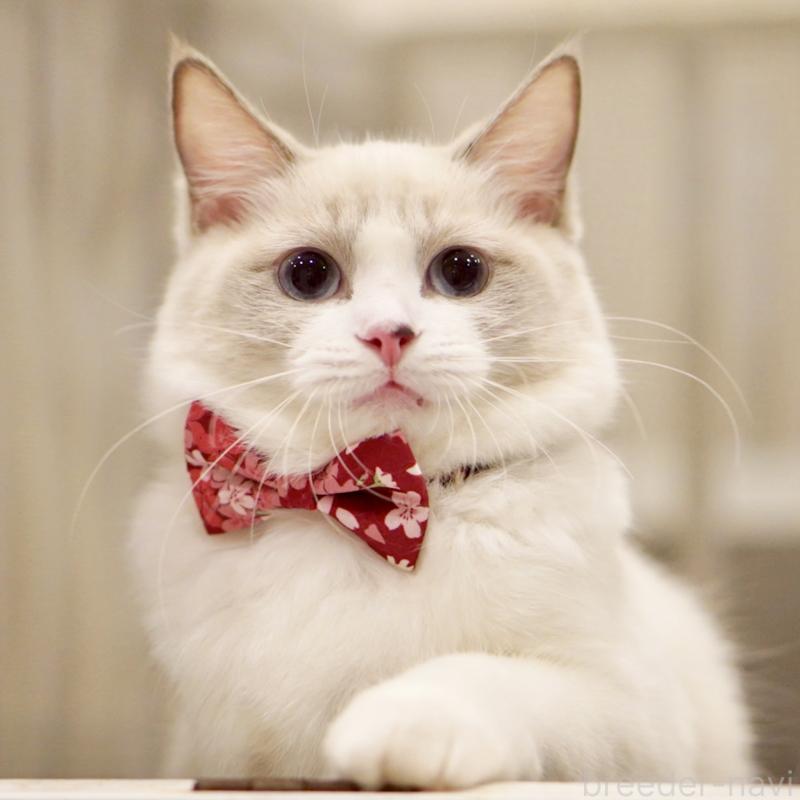 成約済の東京都のラグドール-121602の11枚目