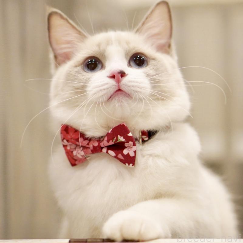 成約済の東京都のラグドール-121602の10枚目