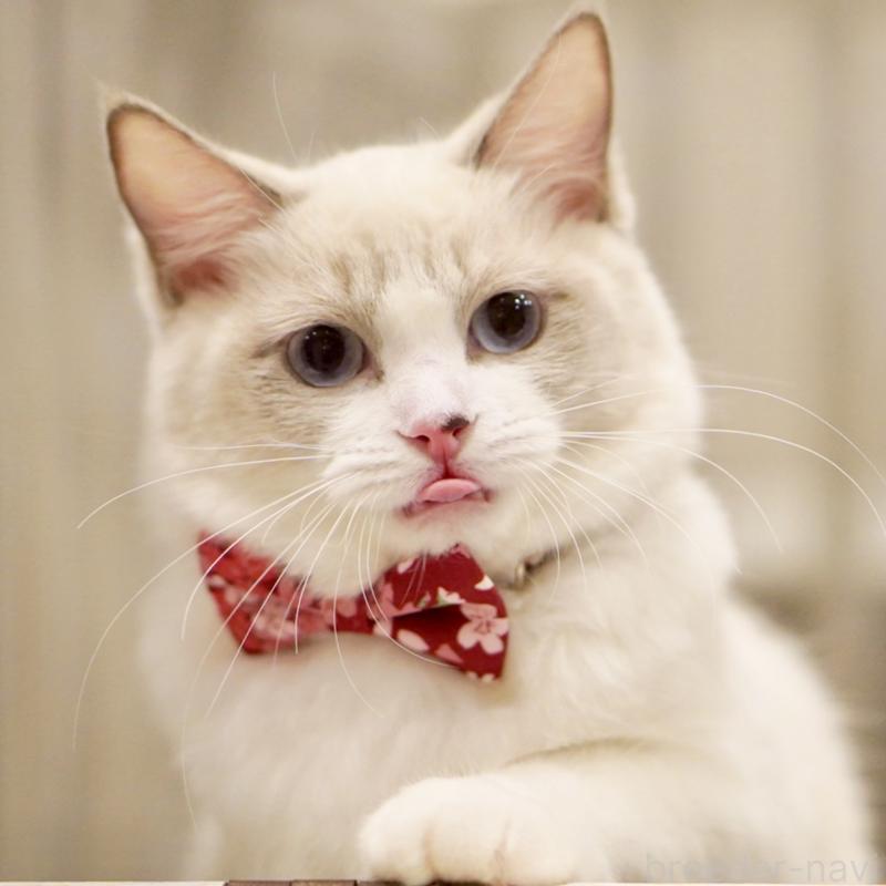 成約済の東京都のラグドール-121602の9枚目