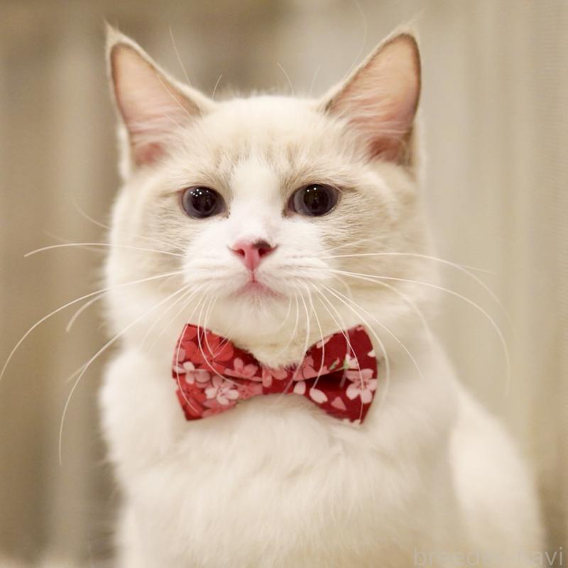 成約済の東京都のラグドール-121602の8枚目