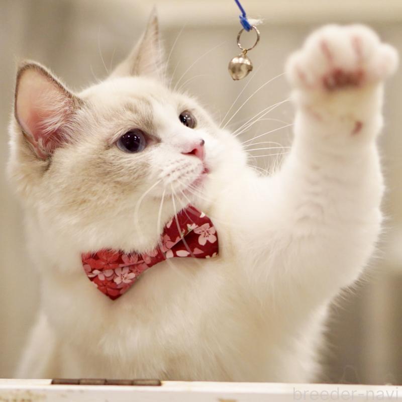 成約済の東京都のラグドール-121602の6枚目