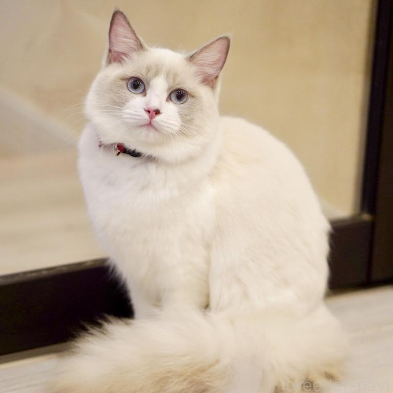 成約済の東京都のラグドール-121602の5枚目