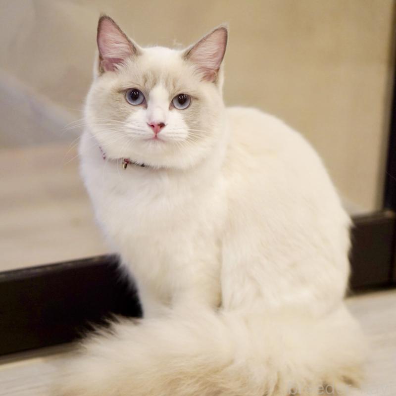 成約済の東京都のラグドール-121602の4枚目