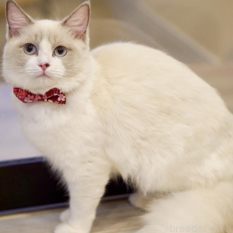 成約済の東京都のラグドール-121602の3枚目