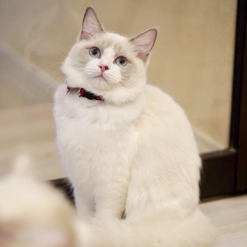 成約済の東京都のラグドール-121602の2枚目