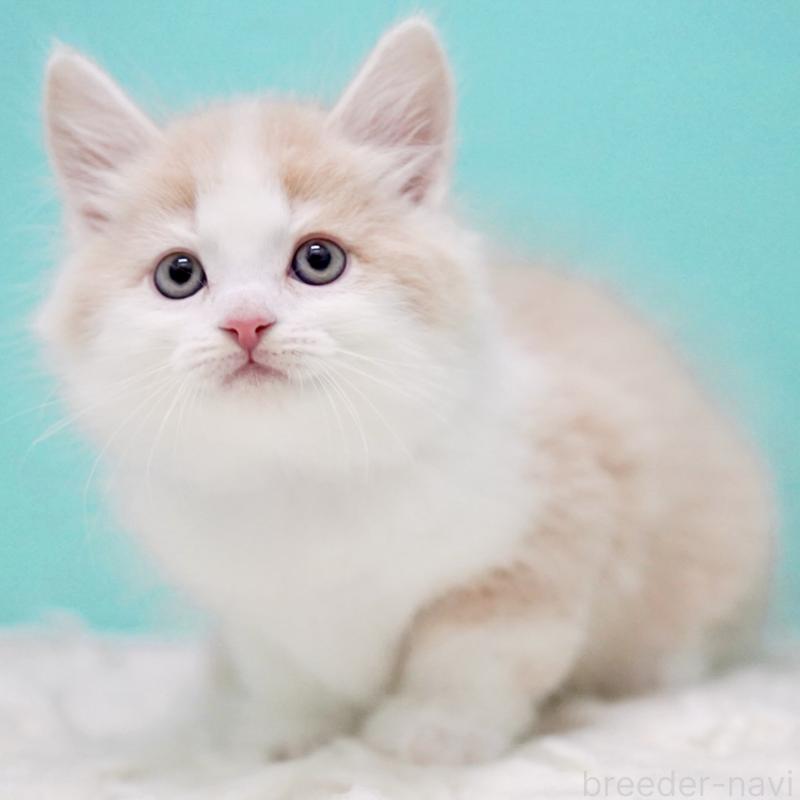 販売中の東京都のサイベリアン-133319