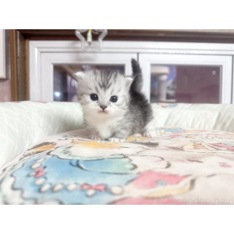 販売中の千葉県のミヌエット(短足)-134284の4枚目