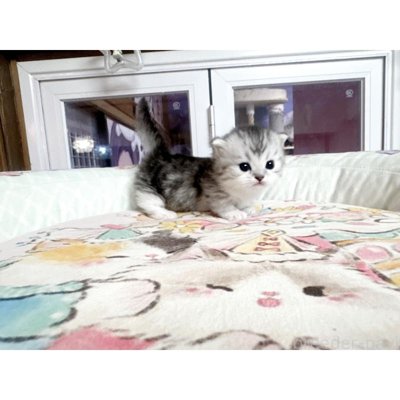 販売中の千葉県のミヌエット(短足)-134284の3枚目