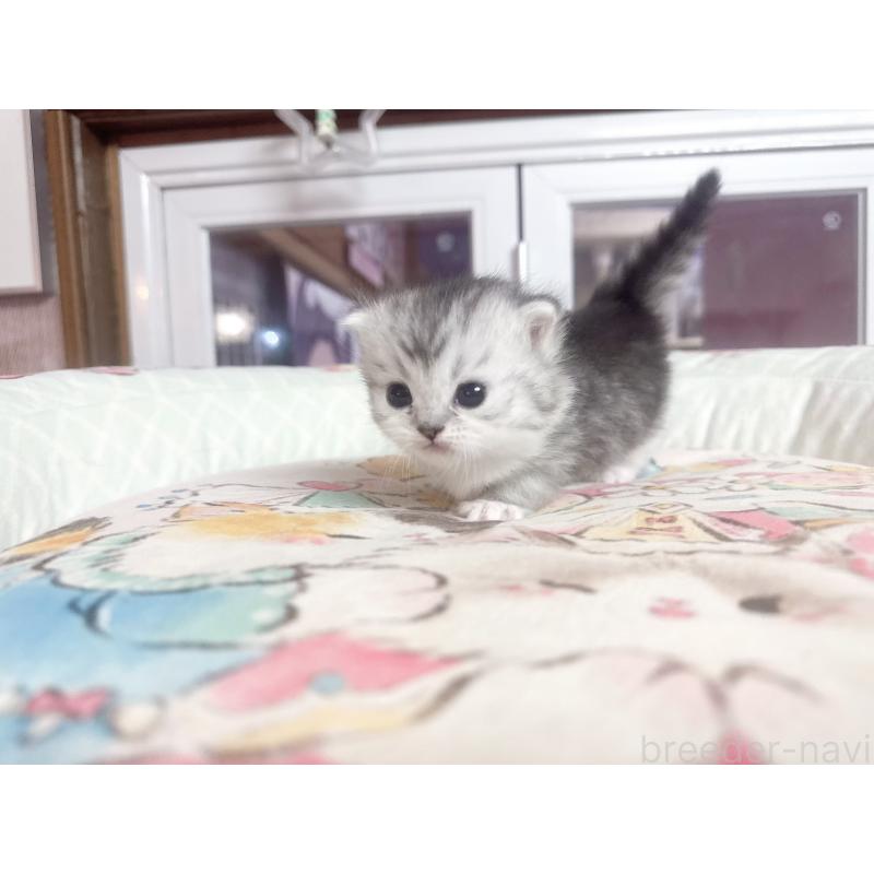 販売中の千葉県のミヌエット(短足)-134284の2枚目