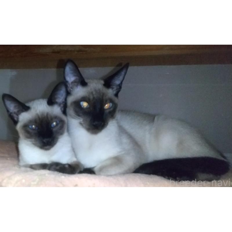 販売中の愛知県のミックス-131834の2枚目