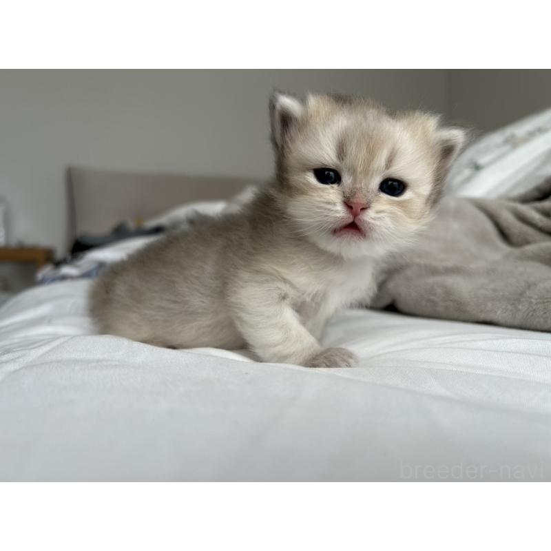 販売中の愛知県のブリティッシュショートヘア-134473の6枚目