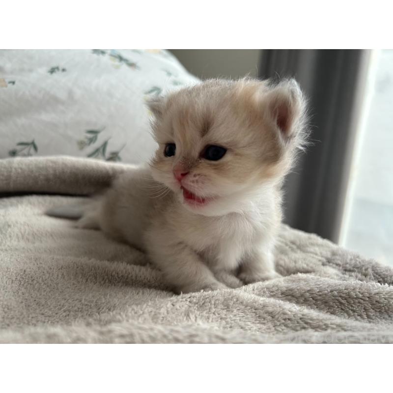 販売中の愛知県のブリティッシュショートヘア-134473の5枚目