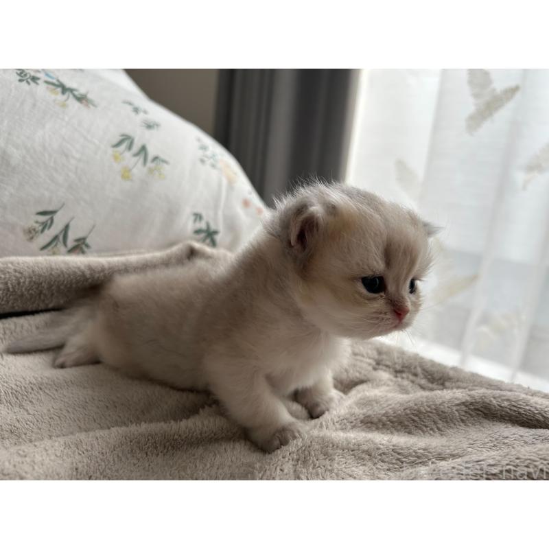 販売中の愛知県のブリティッシュショートヘア-134473の3枚目