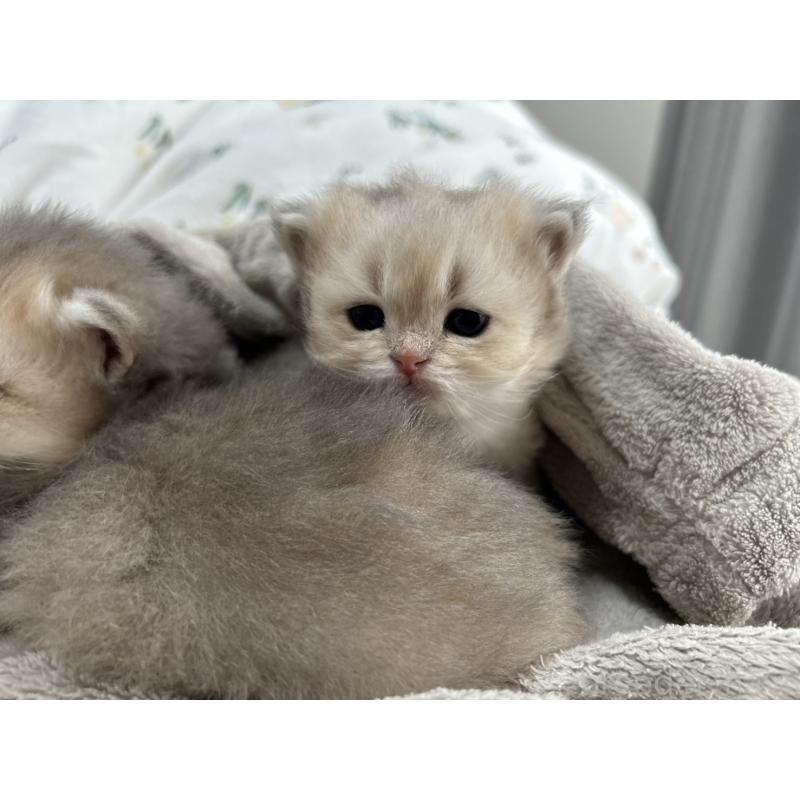 販売中の愛知県のブリティッシュショートヘア-134473の2枚目