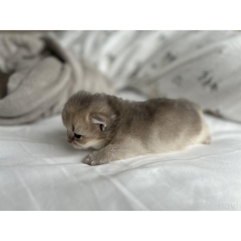 販売中の愛知県のブリティッシュショートヘア-134474の5枚目