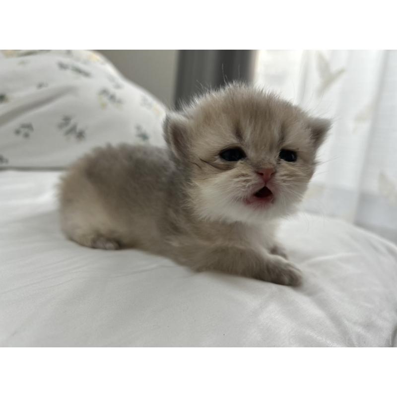 販売中の愛知県のブリティッシュショートヘア-134474の4枚目