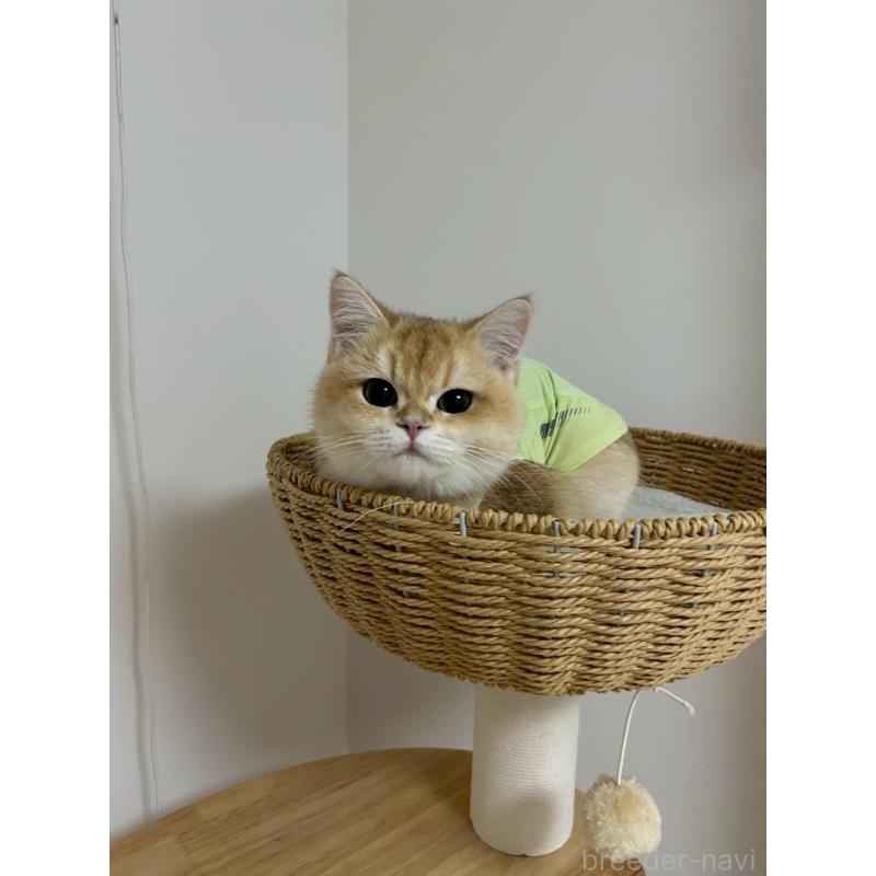 クッパちゃん1枚目