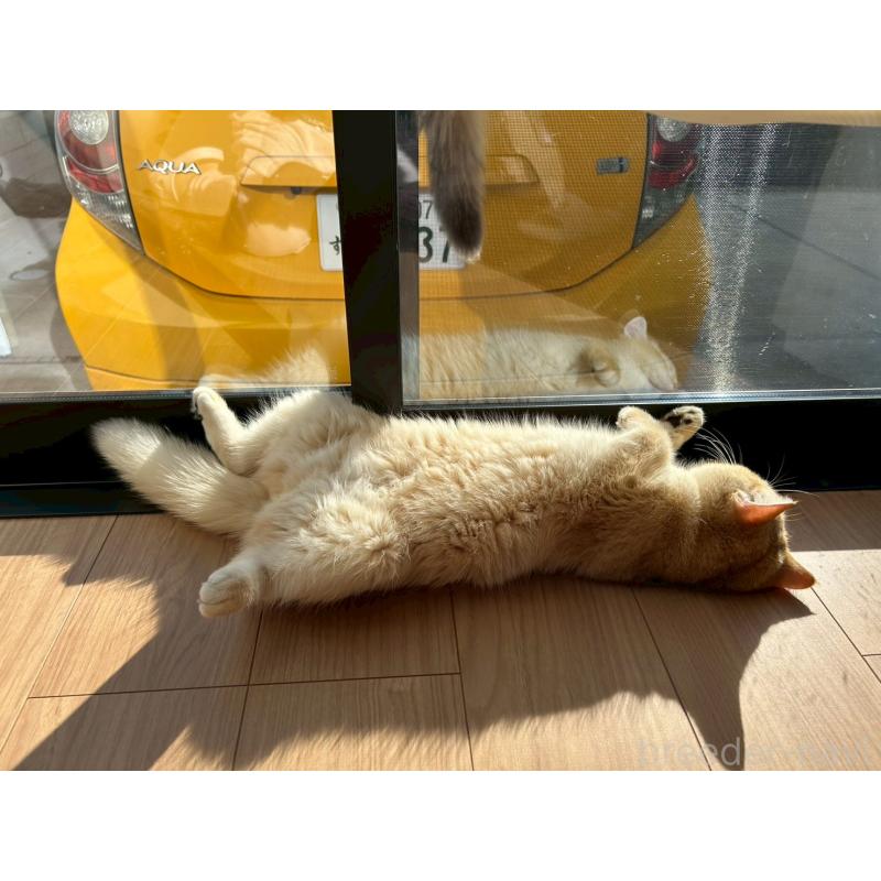 クッパちゃん1枚目